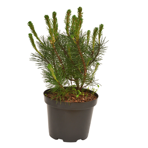 Pine Pinus mugo in a pot isolated on white background. Flat lay, top view