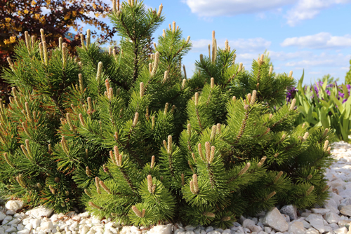 Dwarf mountain pine (Pinus mugo var. pumilio) in the spring rockery
