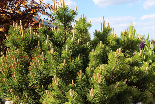 Dwarf mountain pine (Pinus mugo var. pumilio) in the spring rockery