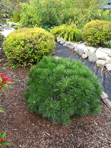 round fluffy Pinus mugo mughus pine on the background of 2 topiary clipped spherical Spires, daylily, red blooming Weigela on a mulched flowerbed and garden path
