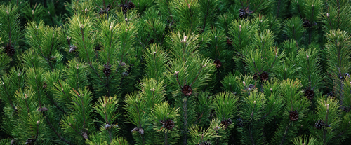 Dark green pine tree branches wide background, Scrub mountain pine closeup