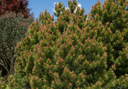 New Spring Growth and Brown Cones on an Evergreen Conifer Dwarf Mountain Pine Tree (Pinus mugo 'Ophir') Growing in a Garden in Rural Devon, England, UK