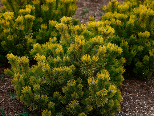 Closeup of the low and slow growing evergreen pine Pinus mugo Winter Gold seen in winter time.
