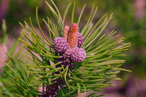 Pinus mugo - ( female cones and young shoots ) - It is also known as creeping pine, dwarf mountain pine, mugo pine.
