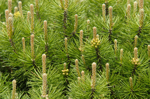 Mountain pine with male cones