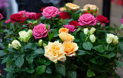 Beautiful multicolored mini rose in flower pots. Сolorful roses in pots at a flower show. Indoor and garden plants