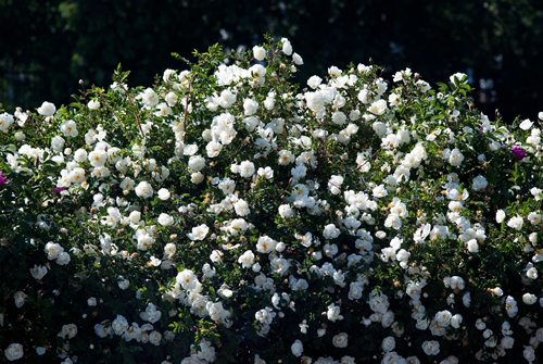 A lush green rose bush strewn with snow-white rose flowers, illuminated by the sun.