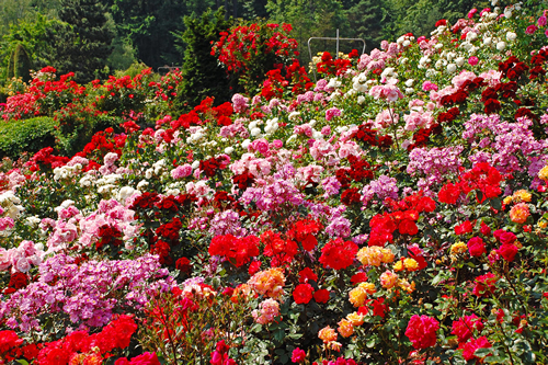 Beautiful multi-colored rose garden in spring