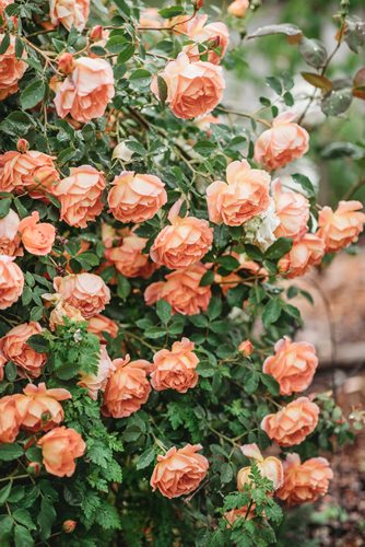 Delicate peach roses in a full bloom in the garden. Close-up photo. Dark green background. Orange floribunda rose in the garden. Garden concept. Rose flower blooming on background blurry roses flower