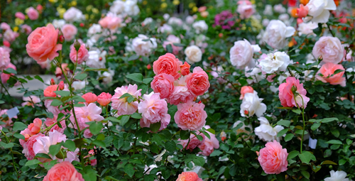 blooming roses with colorful pink, red, orange, white, yellow background in botanical garden in spring, Taiwan
