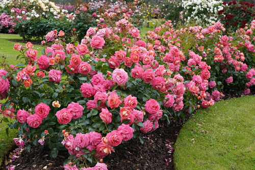 A bed of beautiful flowering roses in a garden setting. Rosa Summer Sun (Korfocgri), a floribunda bred by Kordes Roses.