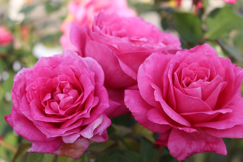 Majestic pink roses in bloom. Details of a rose bush.