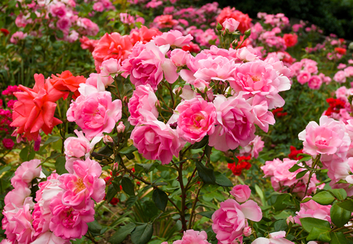 bush of beautiful pink roses