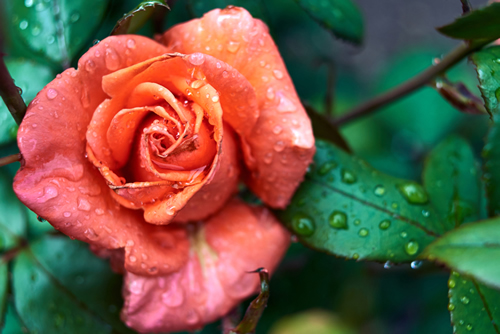 Beautiful rose flower with water dew drops in garden, free space. Natural floral background with blooming rose on bush. Rose after rain. Valentines day, Womans day (March 8)
