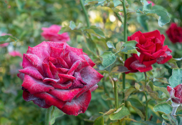 Beautiful red rose infected with powdery mildew.