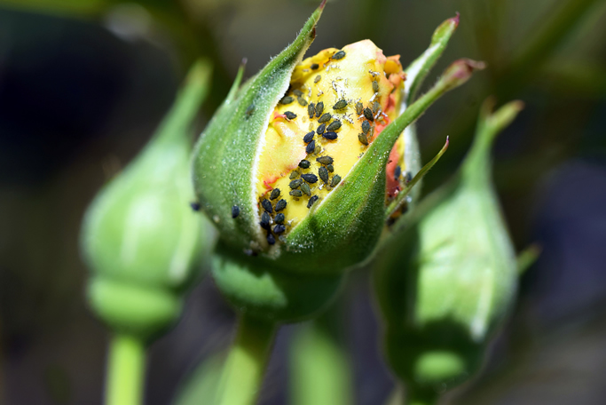 Colony of aphids on bud of yellow rose