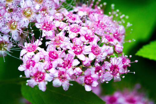 Spiraea japonica, Japanese meadow, Japanese spirea or Korean, is a plant in the family Rosaceae. Synonyms of the name of the species Spiraea bumalda
