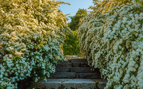 a bush of white spirea flowers/A bush of white flowers spirea leads to a stone staircase