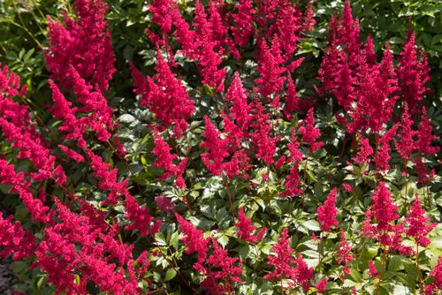Summer Flowering Bright Red Astilbe 'Fanal' (False Spirea or False Goat's Beard) in a Herbaceous Border in a Country Cottage Garden in Rural Devon, England, UK