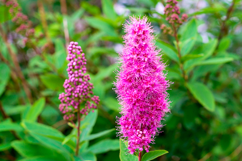 Branch of Spirea or Spiraea Shrub. Blooming Spirea pink small flowers anf leaves background. Purple Spirea Shrub foliage. Japanese growing shrub flowers in bloom