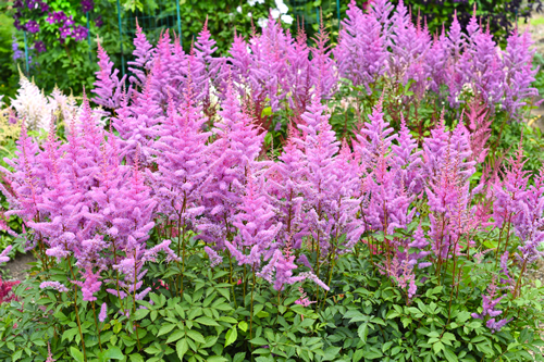 Lilac Astilbe arendsii Heart and Soul. Russian Far East.
