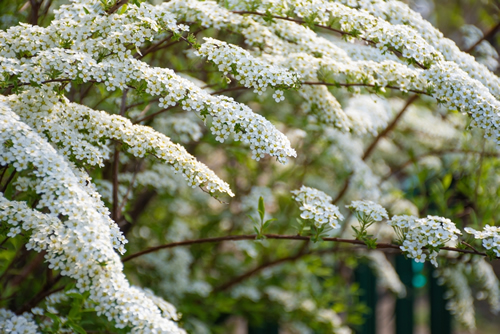 Inflorescences of gray spirea on a bright spring morning: floral background