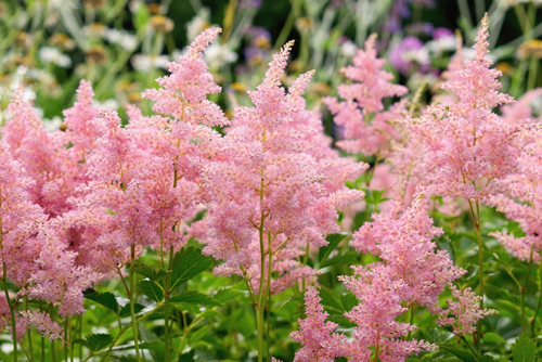Pink Astilbe flowers blooming in the summer garden