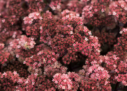 Maroon bloom of Sedum on a summer day. Close-up, selective focus, part of the image out of focus