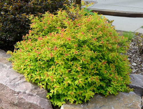 Goldflame Spirea is a Compact, Mounded Deciduous Shrub