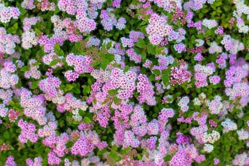 Spirea japonica Anthony Waterer pink flowers, close up, top view . Small pink flowers in garden