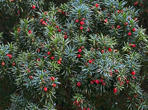 The leaves and berries of a yew tree (Taxus baccata) in the south of England