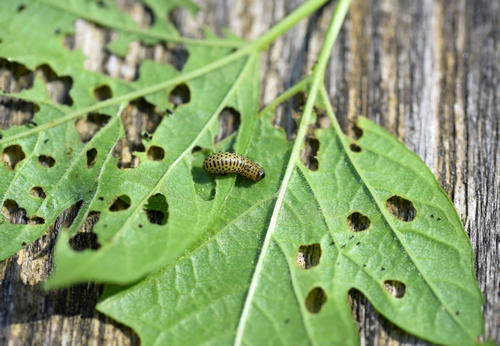 Pyrrhalta viburni larva causing damage of viburnum leaves