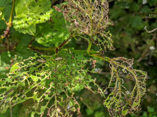Viburnum leaf beetle, Pyrrhalta viburni, larva and the damage they do to Viburnum opulus leaves by feeding between the veins. Causes severe defoliation leaving a lacy skeletal effect.