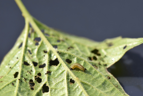 Pyrrhalta viburni larva damages viburnum leaves