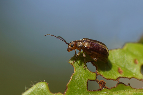 A viburnum leaf beetle (Pyrrhalta viburni) likes our laurustinus (Viburnum tinus). Family Chrysomelidae. Photo: Bergen, Netherlands, August 31, 2019.