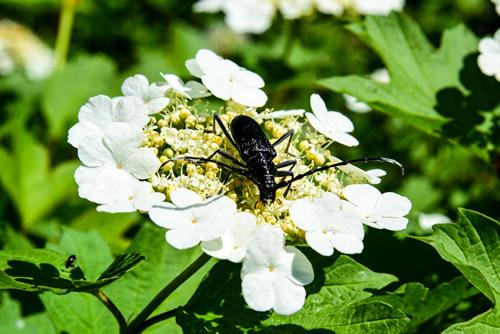 Great capricorn beetle (Cerambyx cerdo, Cerambyx longicorn) having robust elongated glossy body, extra long antennae, segmented legs. White Viburnum blossom, yellow stamens and green foliage texture