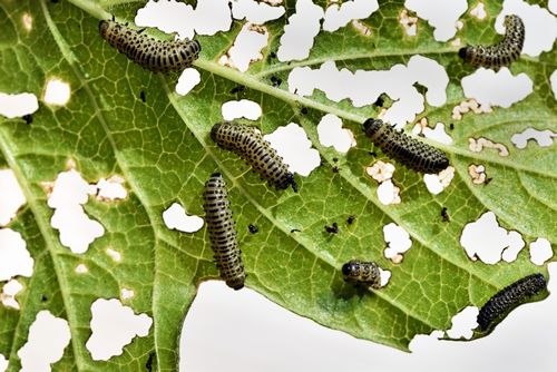 Pyrrhalta viburni - viburnum leaf beetle, plant pest. Pyrrhalta viburni larvae damage viburnum leaf, close up view