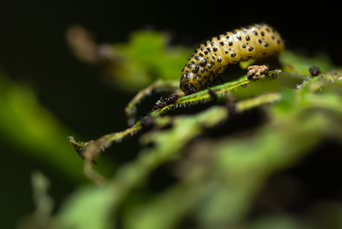 Viburnum beetle (Pyrrhalta viburni) larva. Garden pest in the family Chrysomelidae, causing damage to leaves of plant