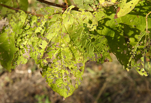 The leaves of viburnum damaged by viburnum leaf beetle (Pyrrhalta viburni)