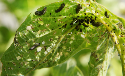 Viburnum beetle (Pyrrhalta viburni) larvas and aphids (Aphidoidea) on the leaves of viburnum