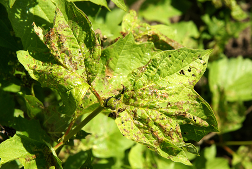The leaves of viburnum damaged by viburnum leaf beetle (Pyrrhalta viburni)