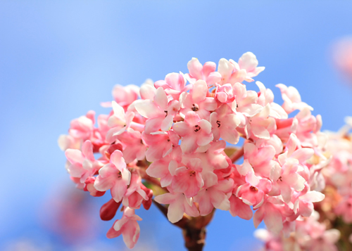 fragrant viburnum blossom, early bloom in january