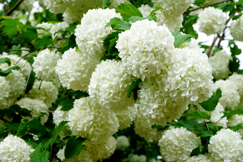 Beautiful and big Snowball Bush with flowers on white sky. Snowball tree (Viburnum opulus) in garden.