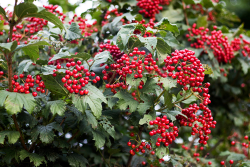 Red berries of viburnum on a bush in the forest. Branch of red Viburnum in the garden. Viburnum berries and leaves of viburnum in summer outdoors.
