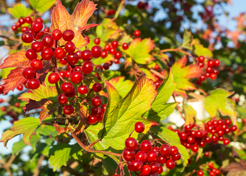 Viburnum (viburnum opulus) berries and leaves outdoor in autumn fall. Bunch of red viburnum berries on a branch. Red viburnum vulgaris branch in the garden
