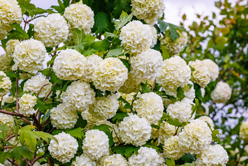 Snowball flowers Guelder rose blooming in garden. Viburnum opulus White blooms, close up. Viburnum snow ball blossom in spring garden. Beautiful white spherical flowers Guelder rose on a lush bush