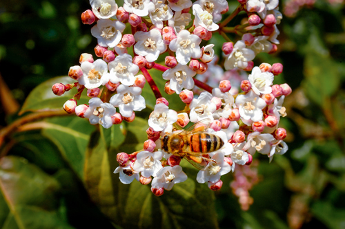 A bee on tender white Viburnum Tinus flowers in spring under the sun