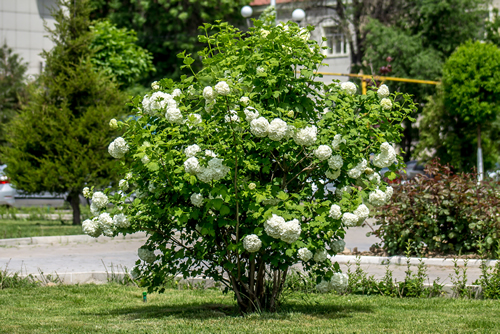Green bush with white flowers buldenezh