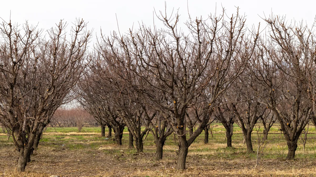 Apricot fruit farm in winter with no leaves