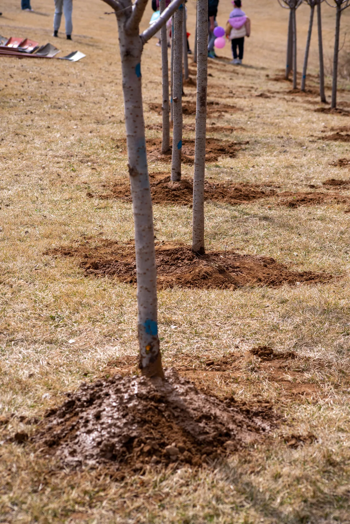 Saplings of fruit trees with soil covered roots